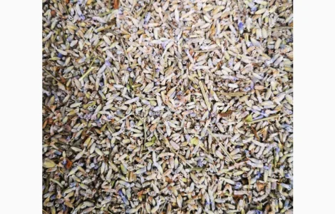 Сухі трушені квіти гібриду лаванди (лавандин) у роздріб та оптом