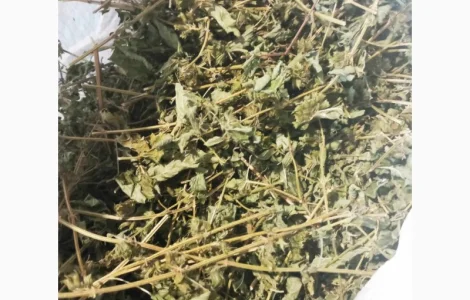 Продается сухая лимонная мелисса