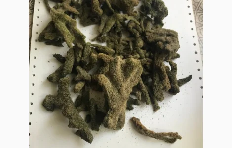 Куплю бадягу (річкову губку)