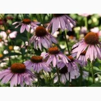 Ехінацея - потужний імуномодулятор