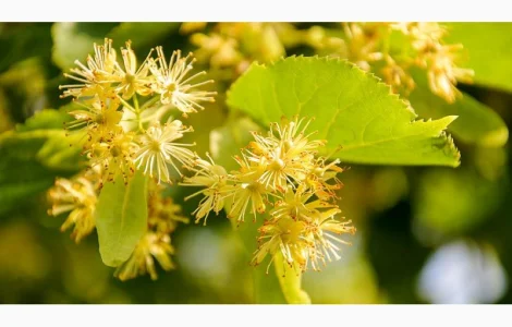 Квітки липи - природний засіб для здоров'я