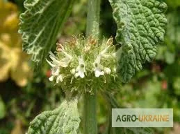 Закупівля лікарських рослин та трав