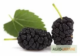 Продаж листя шовковиці зі складу в Запоріжжі