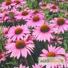 Продажа корня эхинацеи со склада