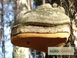 Чага – натуральний лікувальний гриб