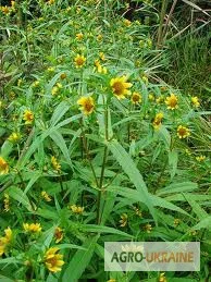 Продажа травы череды со склада в Запорожье