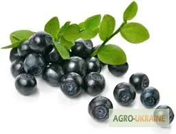 Лист черники – продажа со склада