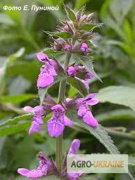 Чистець болотно – продаж трава