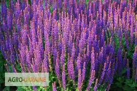 Продажа шалфея со склада в Запорожье