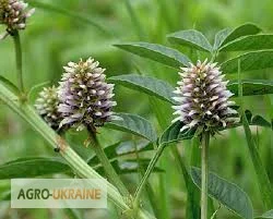 Продажа корня солодки со склада в Запорожье