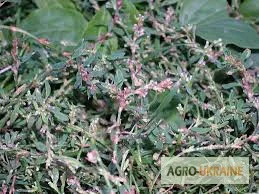 Продажа травы спорыша со склада в Запорожье