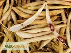 Фасоль со склада в г. Запорожье