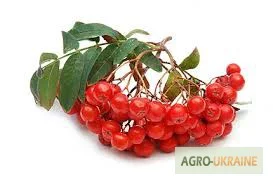 Продажа плодов красной рябины