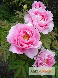 Корень пиона в продаже