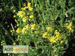 Крестовник весняний - продажа зі складу