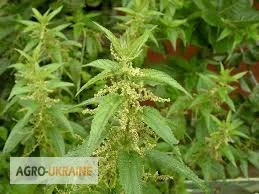 Кропива