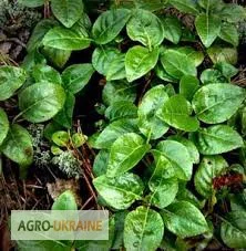 Боровая матка