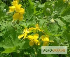 Продажа травы Чистотел в Запорожье