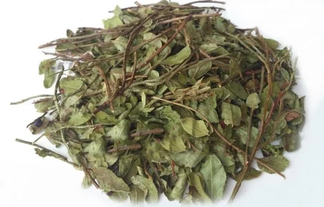 Чорниця (пагінці) 1 кг