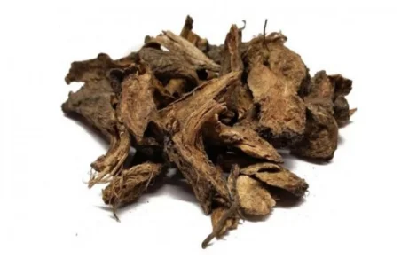 Корінь дягелю – лікарський засіб для здоров'я