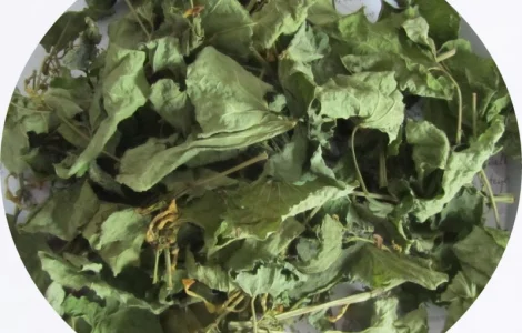 Кирказон (трава) 1 кг – натуральний лікарський засіб