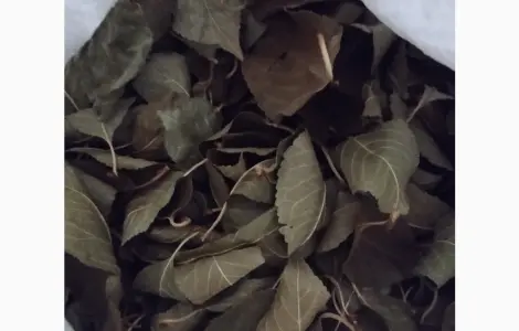 Продам лист вишни