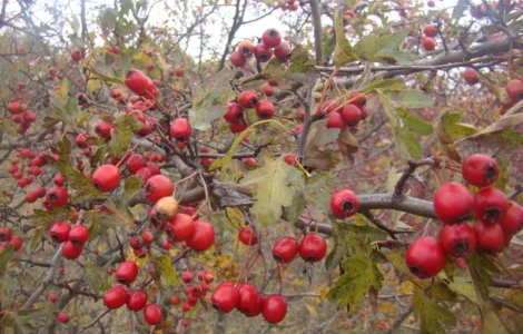 Плоды(ягода) Боярышника (Глід-Боярка-CRATAEGI FRUCTUS)