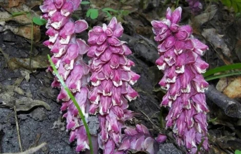 Экстракт Петрового креста для здоровья