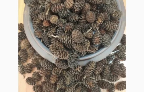 Куплю шишки ольхи
