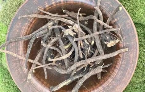 Конский щавель корень