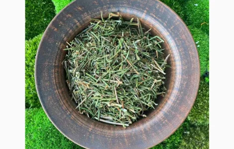 Багно, багульник