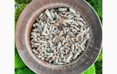 Бруньки сосны в продаже