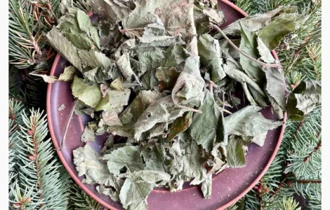 Сушеные листья ожины в продаже