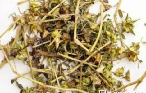 Якірці сланкі, дикорослі трави для здоров'я