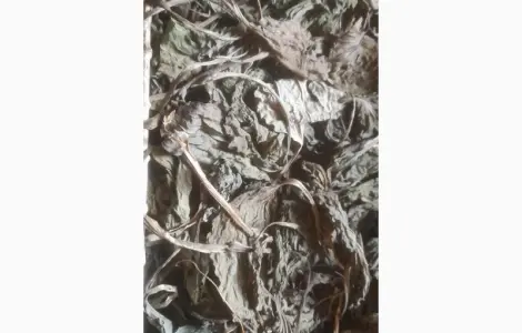 Продам лист подорожника