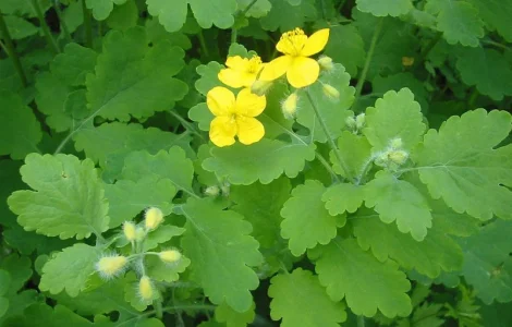 Пропонується сушена трава чистотела