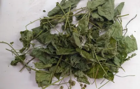 Куплю сушеные листья ежевики