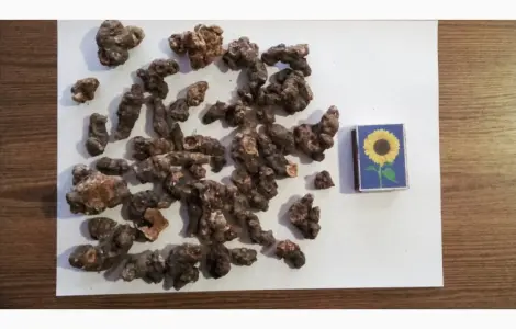Купим сухой корень кульбаби