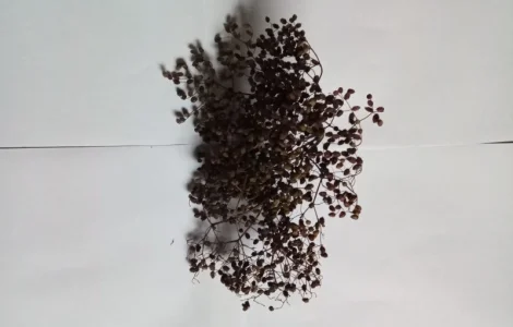 Бузина деревовидна