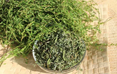 Купую спориш сушений високої якості