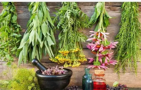 Куплю лекарственные растения