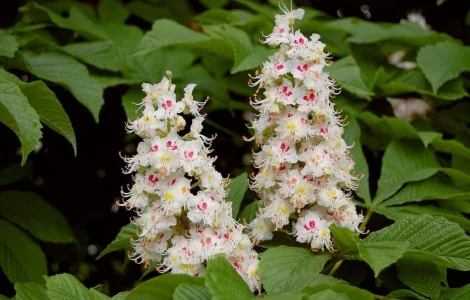 Куплю сухой цвет каштана оптом