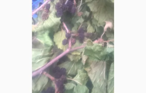 Продам тутовник кору корни веточки (шелковица черная)