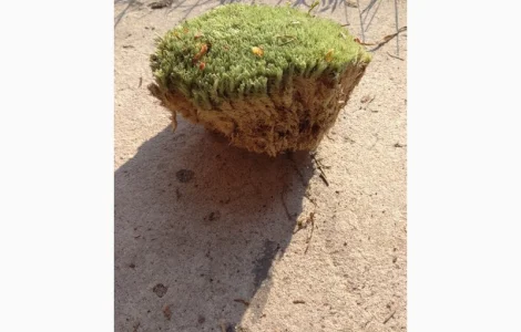 Мох кочка для стабілізації