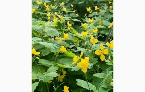 Чистотел, зверобой, тысячелистник, пижму траву сухую закупаем по Украине