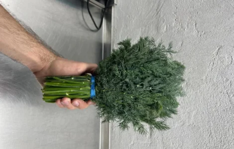 Укроп кріп петрушка