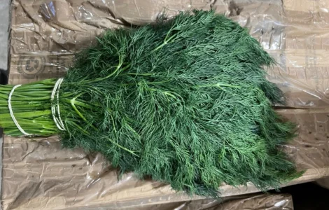 Свіжа зелень Салати Руккола Кінза та інше