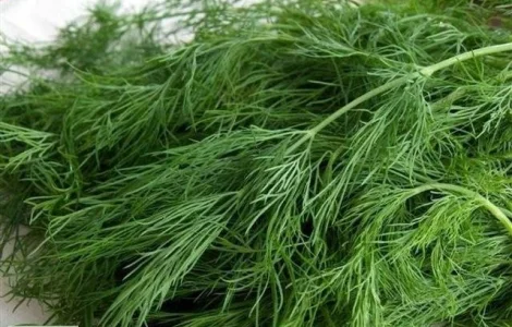 Продам семена Укропа