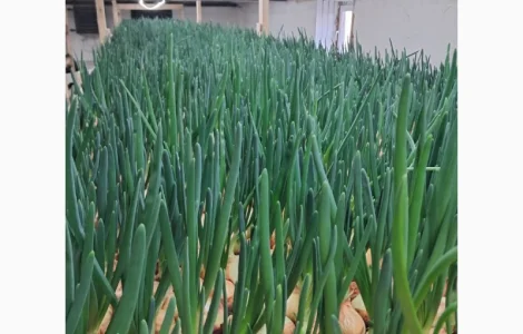 Зелена Цибуля 45-55см самовивіз