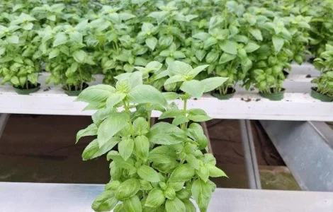 Продам салати та зелень цілий рік (гідропоніка)